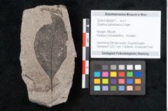 Foto (Objekt + Etikett) von Zizyphus paradisiacus Unger (NHMW-GEO-2024-0188-6671)